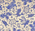 China Seas Fabric: Indramayu - Custom French Blue on Cream Belgian Linen / Cotton