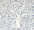 China Seas Fabric: Arbre De Matisse Reverse - Cadet  Blue on Tinted 100% Linen