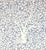 China Seas Fabric: Arbre De Matisse Reverse - Cadet  Blue on Tinted 100% Linen