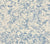 China Seas Fabric: San Marco - Zibby Blue on Off-White Suncloth (OUTDOOR)