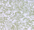 China Seas Wallpaper: San Marco - Custom Celadon on White Paper detail
