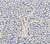 China Seas Fabric: Arbre de Matisse - Custom White on Sky Blue Kinkaid Cloth (OUTDOOR)