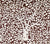 China Seas Fabric: Arbre de Matisse Reverse - Custom Brown on Tinted 100% Linen