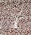China Seas Fabric: Arbre de Matisse Reverse - Custom Brown on Tinted 100% Linen