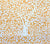 China Seas Fabric: Arbre de Matisse Reverse - Inca Gold on Tinted 100% Linen