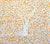 China Seas Fabric: Arbre de Matisse Reverse - Inca Gold on Tinted 100% Linen