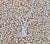 China Seas Fabric: Arbre de Matisse Reverse - Custom Camel on Tinted 100% Linen