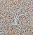 China Seas Fabric: Arbre de Matisse Reverse - Custom Camel on Tinted 100% Linen