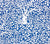 China Seas Fabric: Arbre de Matisse Reverse - Custom China Blue on White Suncloth