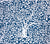 China Seas Fabric: Arbre de Matisse Reverse - Custom Dark Blue on White 100% Linen