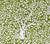 China Seas Fabric: Arbre De Matisse Reverse - Custom Jungle Green on White Suncloth (OUTDOOR)