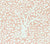China Seas Wallpaper: Arbre de Matisse Reverse - Custom Fruit Shake on White Paper (FIVE YARD MINIMUM)