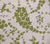 China Seas Fabric: Lysette - Custom Palm Green on Tinted Slub Cotton