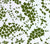 China Seas Fabric: Lysette - Custom Green on White Suncloth