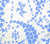 China Seas Fabric: Lysette - Custom French Blue on Tinted 100% Linen
