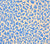 China Seas Fabric: Zeze Leopard - Celestial Blue on Tinted 100% Belgian Linen