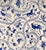 China Seas Fabric: Cirebon - Navy on Tinted 100% Linen