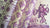 Quadrille Fabric: Danse Chinois - Custom Purple / Lilac / Lavender on Tinted Belgian Linen / Cotton