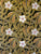 China Seas Fabric: Bunga Print - Custom Black  Multi on Cotton Sateen