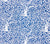 China Seas Fabric: Arbre de Matisse Reverse - Custom China Blue on White Suncloth
