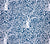 China Seas Fabric: Arbre de Matisse Reverse - Custom Dark Blue on White 100% Belgian Linen