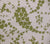China Seas Fabric: Lysette - Custom Palm Green on Tinted Slub Cotton