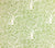 China Seas Fabric: Arbre de Matisse Reverse - Custom Green tree print on Tinted 100% Belgian Linen