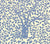 A fabric featuring a large-scale floral pattern with custom French blue on a tinted 100% linen background.